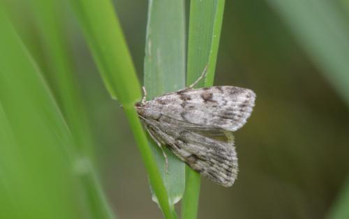 Réf. 257 500 : Scoparia sp.
